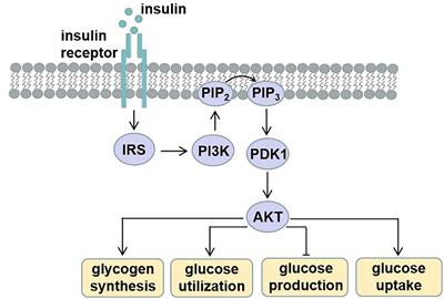 The Role of Nutrition in the Prevention and Intervention of Type 2 Diabetes